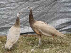 white peafowl pair for sale