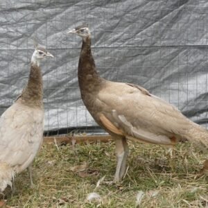 white peafowl pair for sale