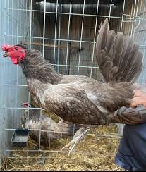 chocolate hennie game fowl for sale