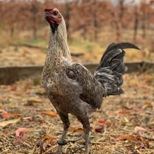 chocolate hennie game fowl for sale