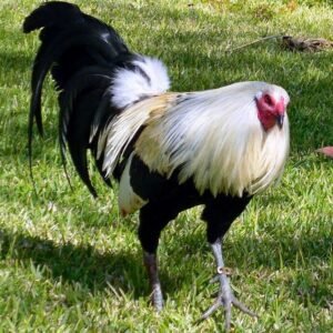 clement grey gamefowl for sale