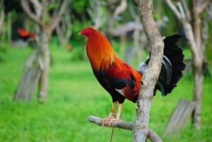 cowan roundhead gamefowl for sale