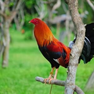 cowan roundhead gamefowl for sale