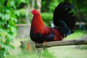 cowan roundhead gamefowl for sale