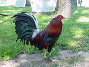 democrat gamefowl for sale