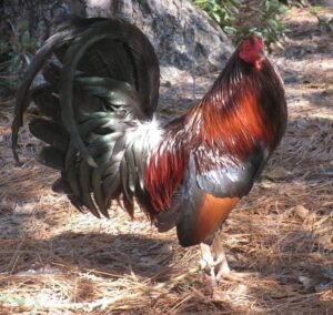 democrat gamefowl for sale
