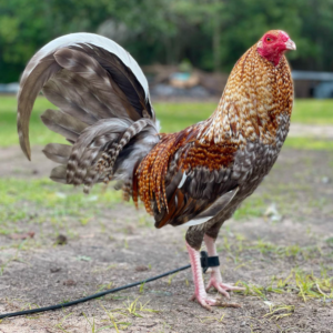 domesticated gamefowl for sale