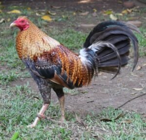 domesticated gamefowl for sale