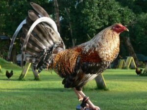 domesticated gamefowl for sale