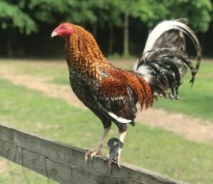 domesticated gamefowl for sale