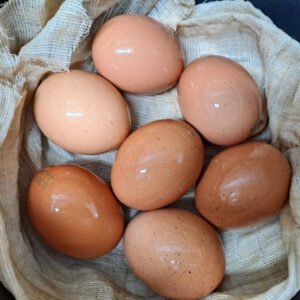 barred plymouth rock eggs for sale