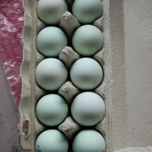 easter egger hatching eggs for sale