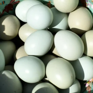 easter egger hatching eggs for sale