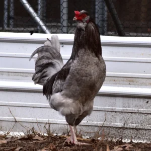 easter egger hatching eggs for sale