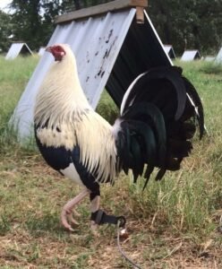 fairchild grey gamefowl for sale