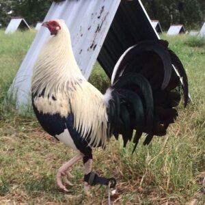 fairchild grey gamefowl for sale