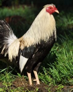 flarry eye grey gamefowl for sale