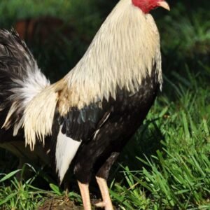 flarry eye grey gamefowl for sale