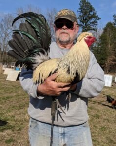 flarry eye grey gamefowl for sale