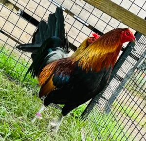 gavilan hatch gamefowl for sale