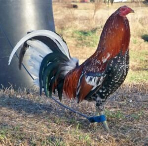 gerrard gamefowl for sale