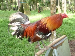 gerrard gamefowl for sale