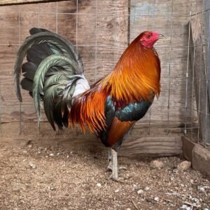 gilmore hatch game fowl is for sale
