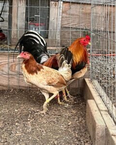 golden monkey sweater for gamefowl