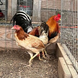 golden monkey sweater for gamefowl