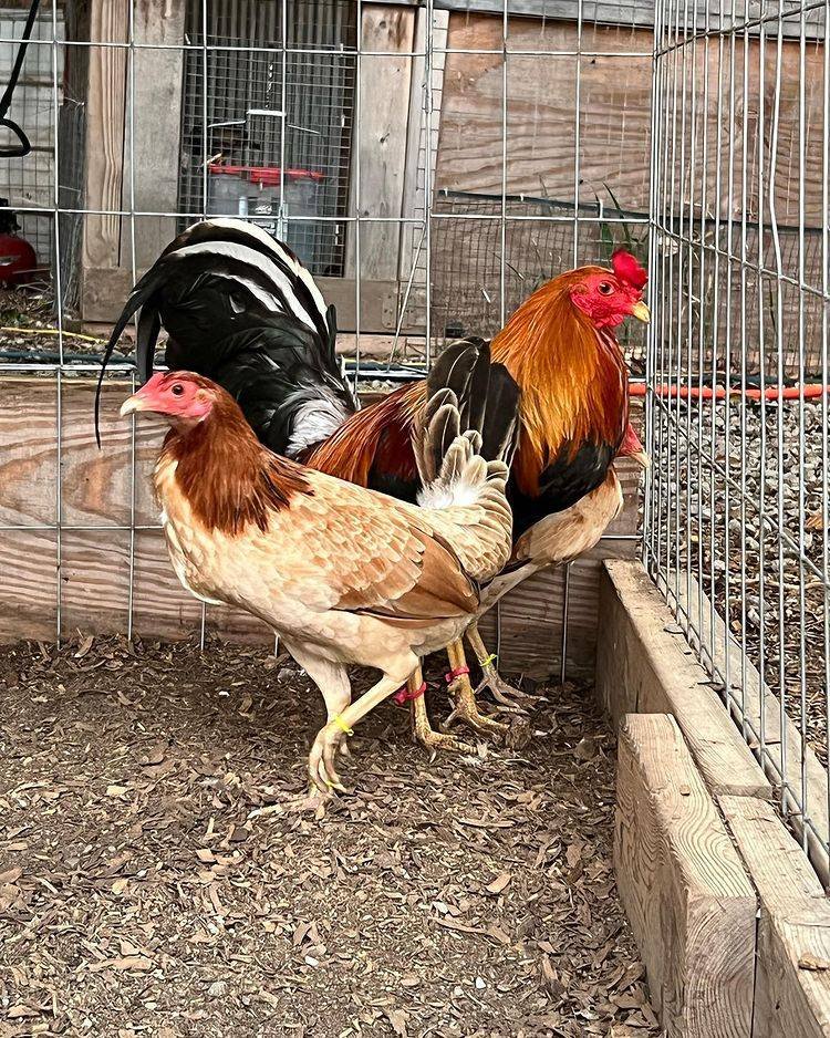 golden monkey sweater for gamefowl