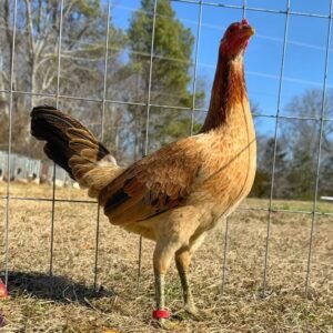 green legged sweater gamefowl for sale
