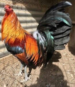 green legged sweater gamefowl for sale