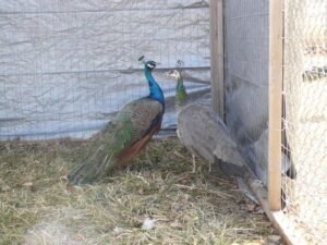 pair of india blue peafowls for sale