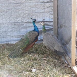 pair of india blue peafowls for sale