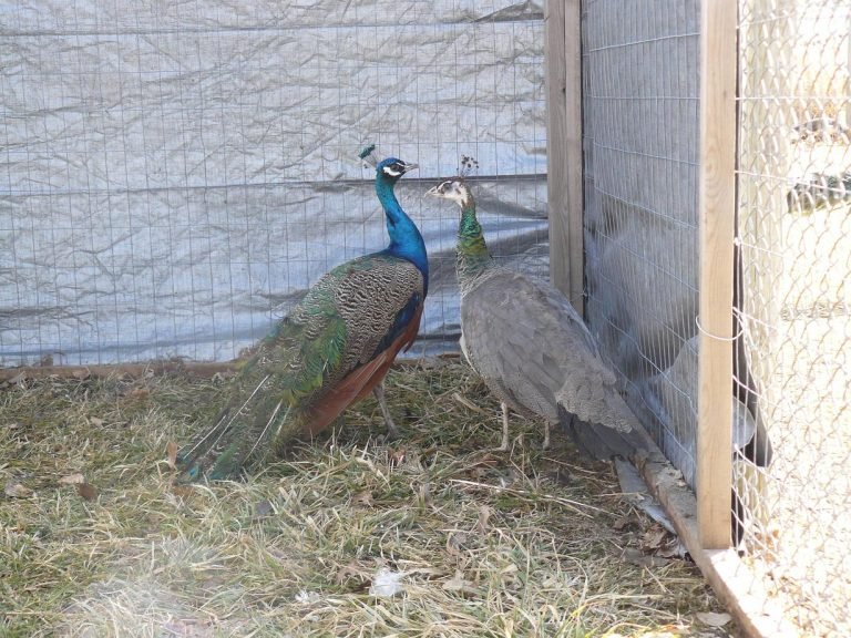 pair of india blue peafowls for sale