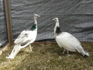 pair of india blue peafowl for sale