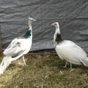 pair of india blue peafowl for sale