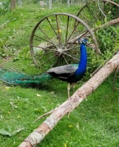 pair of india blue peafowls for sale