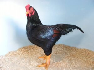 indian game chickens for sale