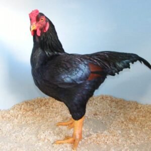indian game chickens for sale
