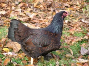 indian game chickens for sale