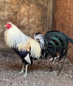 joe goode's grey gamefowl for sale