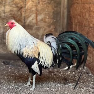 joe goode's grey gamefowl for sale