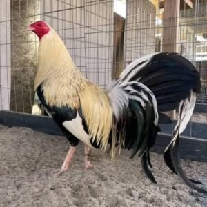 joe goode's grey gamefowl for sale