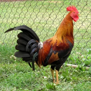 johnny jumper radio gamefowl for sale