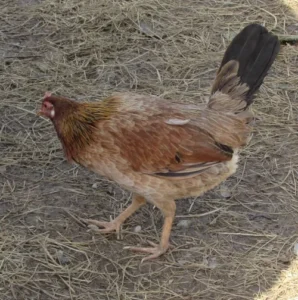 johnny jumper radio gamefowl for sale