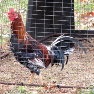 johnny jumper radio gamefowl for sale