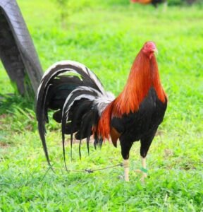 kearney whitehackle gamefowl for sale (copy)
