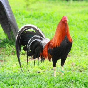 kearney whitehackle gamefowl for sale (copy)