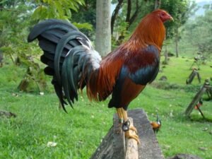 kelso gamefowl for sale